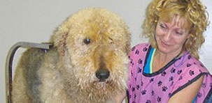 Marcia Grooms a Dog