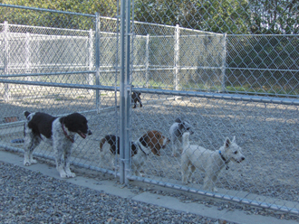 Dog Runs