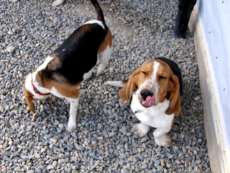 Dog Runs