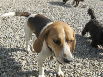 Dog Runs