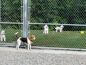 Dog Runs