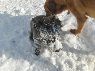 Dog Runs
