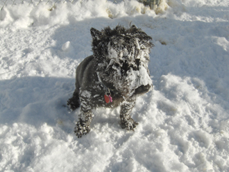 Dog Runs