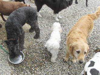 Dog Runs