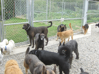 Dog Runs