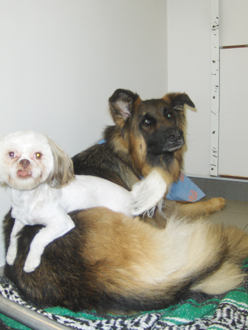 Dog Runs