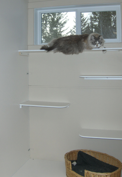 Cat Condos